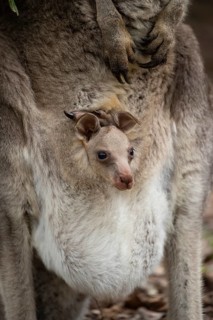 Eastern grey kangaroo (Macropus giganteus) juvenile baby joey in it's mothers pouch
