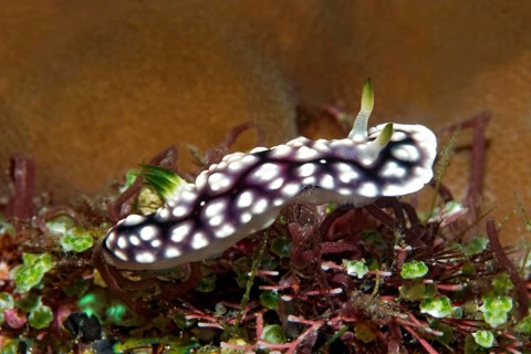 Magnificent star snail (Chromodoris geometrica)