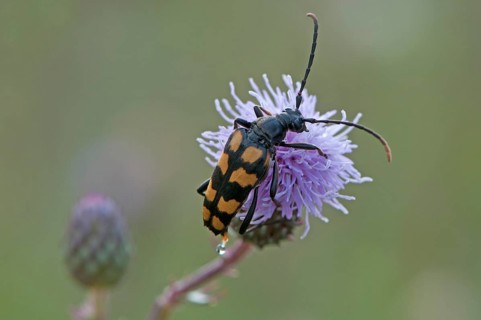 lepturine beetle (Strangatia attenuata)