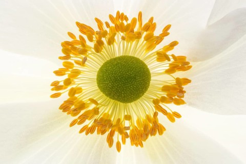 White chinese anemones (Anemone hupehensis)
