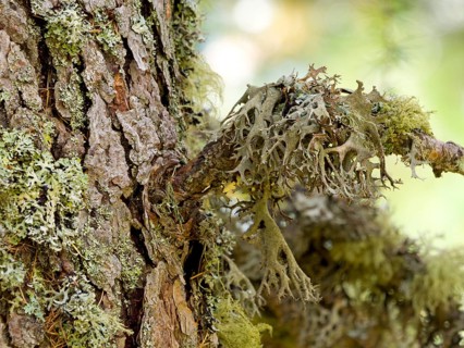 Lichens on a european larch (Larix decidua)