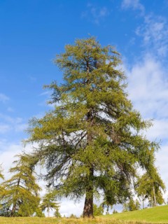 Larch meadows on the Salten