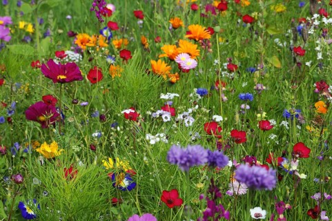 Summer flower meadow