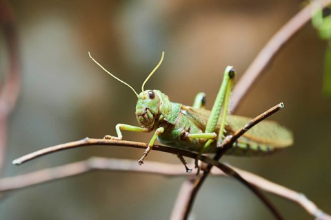 (Orthoptera) sitting on a branch