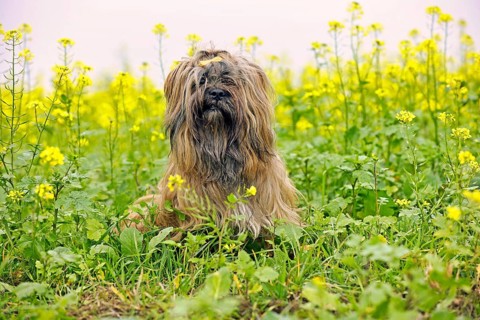 Dog sitting in flower meadow