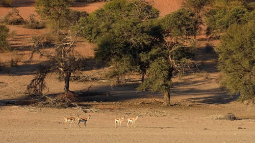 Springboks (Antidorcas marsupialis) in the Auob riverbed