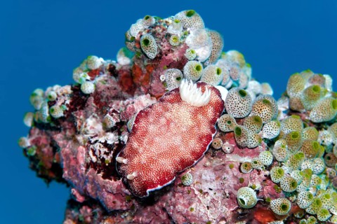 Goniobranchus reticulatus (Chromodoris reticulata)