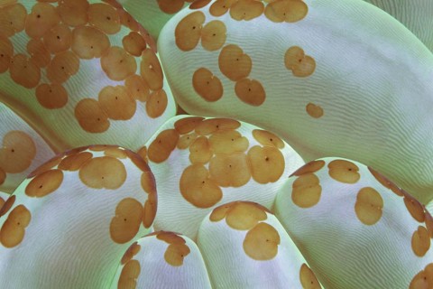Detail of bubble coral (Plerogyra sinuosa)