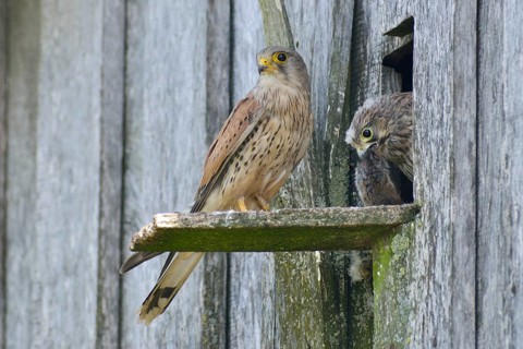 Common kestrel (Falco tinnunculus)