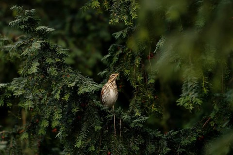 Redwing (Turdus iliacus) in a yew tree