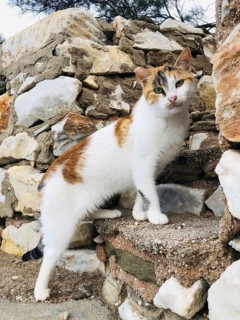 Tricolour cat on a staircase