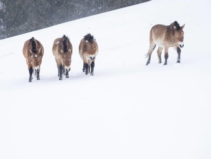 Przewalski's horses (Equus przewalskii) during snowfall in winter