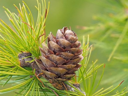 Larch cones and european larch (Larix decidua)