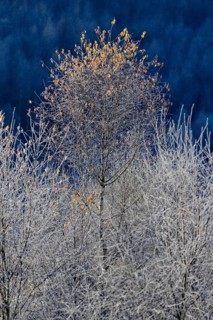 Birches (Betula)