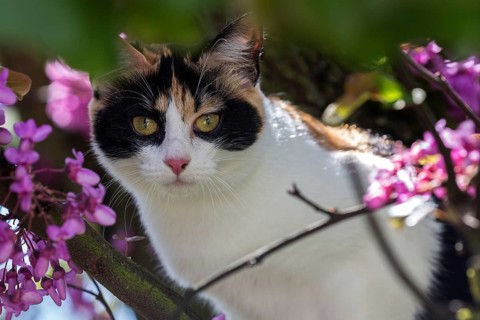 European shorthair
