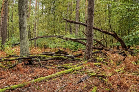 Decaying trees