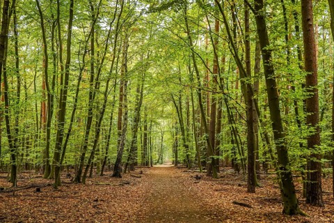 Waldweg