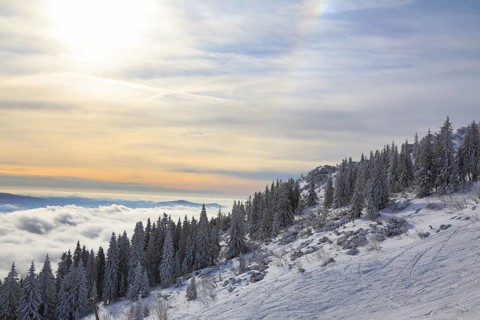 Snowy landscape