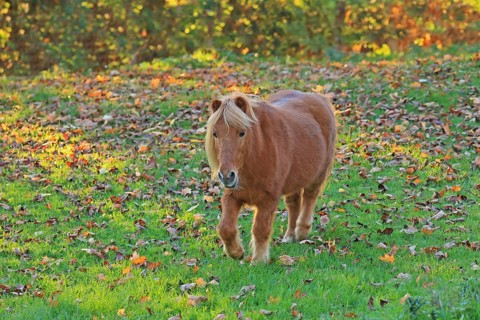 Horse (Equus)