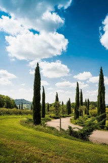 Path with cypresses