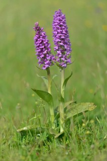 Western Marsh Orchid (Dactylorhiza majalis)