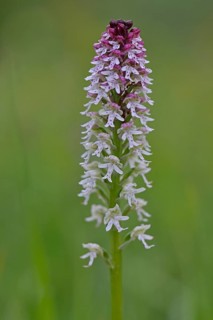 Burnt-tip orchid (Orchis ustulata)