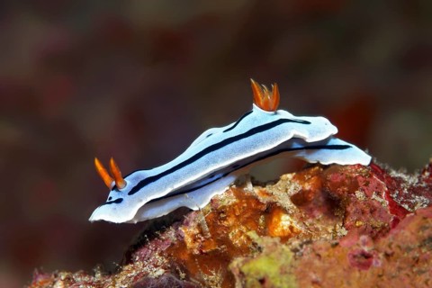 Magnificent star snail (Chromodoris lochi)