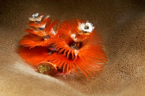 Christmas tree worm (Spirobranchus giganteus)