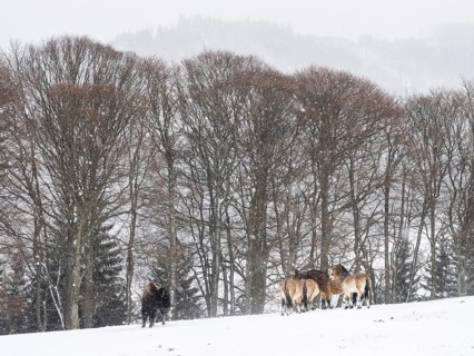 American bison (Bos bison) and przewalski's horses (Equus przewalskii) during snowfall in winter