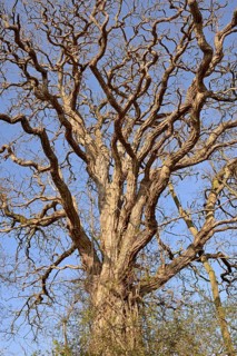 Deciduous tree