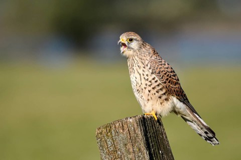 Common kestrel (Falco tinnunculus)
