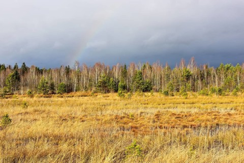 Autumn storm with rainbow in moor landscape