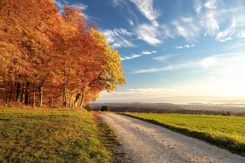 Colourful autumn colours in the forest near Liggeringen