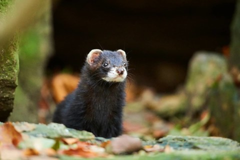 Ferret (Mustela putorius furo)