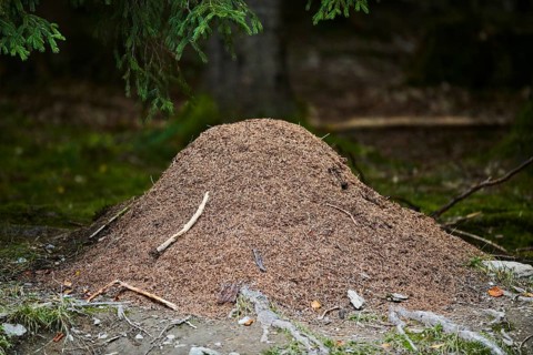 Wood ants (Formica rufa) anthill in a forest