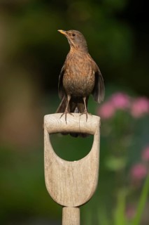 European blackbird (Turdus merula) adult female bird sitting on a garden fork handle