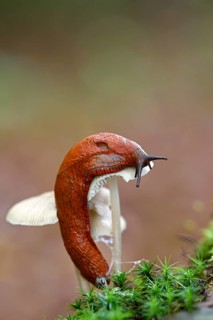 Red slug (Arion rufus)