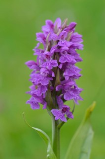 Western Marsh Orchid (Dactylorhiza majalis)