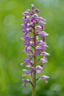 Military orchid (Orchis militaris)