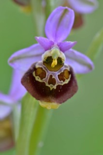 Late spider-orchid (Ophrys holoserica)