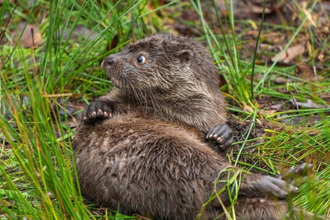 Young european otter (Lutra lutra)