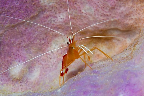 Pacific cleaner shrimp (Lysmata amboinensis)
