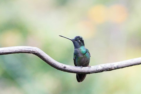 Magnificent hummingbird (Eugenes fulgens) sitting on branch