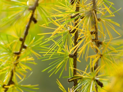 European larch (Larix decidua)
