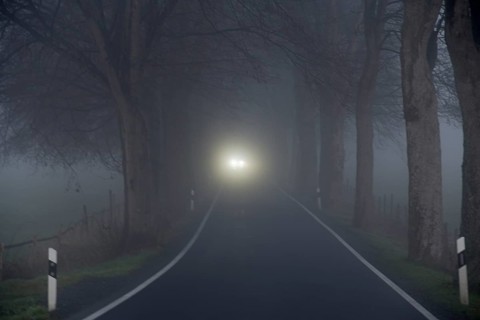 Avenue of trees in early morning fog