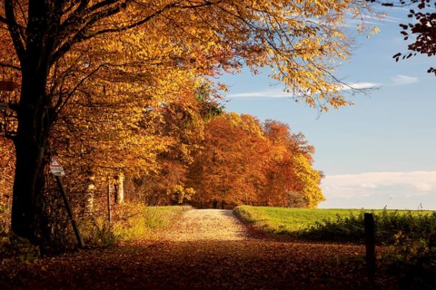 Colourful autumn colours in the forest near Liggeringen