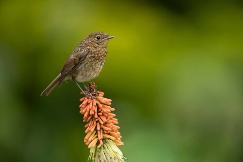 European robin (Erithacus rubecula) juvenile bird sitting on a Red hot poker flower