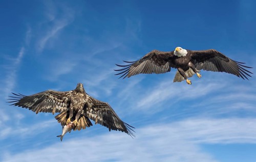 Eagle flying with a fish in its claws on the water