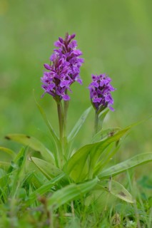 Western Marsh Orchid (Dactylorhiza majalis)