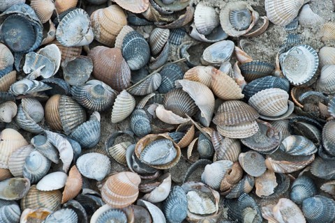 Mussel shells